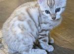 Ada - Bengal Kitten For Sale - 