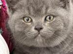 Archi - British Shorthair Kitten For Sale - Brooklyn&comma; NY&comma; US