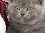 Archi - British Shorthair Kitten For Sale - Brooklyn&comma; NY&comma; US