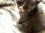 Sky - Domestic Kitten For Sale - Lemont&comma; IL&comma; US