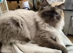 Lillyanne - Ragamuffin Cat For Sale - Salem&comma; OR&comma; US
