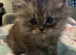 Kendrees Kittens - Ragamuffin Kitten For Sale - Salem&comma; OR&comma; US