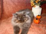Bonnie - Persian Kitten For Sale - Topeka&comma; KS&comma; US