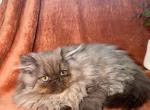 Bella - Persian Kitten For Sale - 