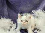 Kateri - Exotic Kitten For Sale - Loveland&comma; CO&comma; US
