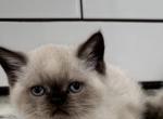 TBD - Scottish Straight Kitten For Sale - 