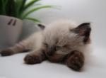 Stripe - Minuet Kitten For Sale - 