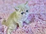 Carmela a CFA Exotic Persian - Exotic Kitten For Sale - 