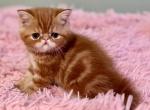 RESERVED Gingerly CFA Exotic Persian - Exotic Kitten For Sale - PA&comma; US