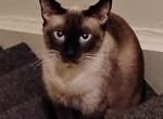 PJ - Siamese Cat For Sale/Retired Breeding - Leechburg&comma; PA&comma; US