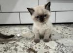 To be decided - Scottish Straight Kitten For Sale - 