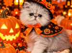 Mikey - Persian Kitten For Sale - 