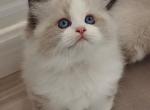 Light Wobbly Syndrome Bicolor Male - Ragdoll Kitten For Sale - Westborough&comma; MA&comma; US