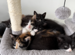 Kittens - Domestic Kitten For Sale - 