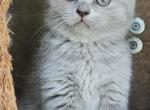 Pusheeshka - Domestic Kitten For Adoption - W Linn&comma; OR&comma; US