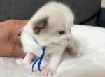 RESERVED Muffin Oden - Ragdoll Kitten For Sale - Columbia&comma; MD&comma; US