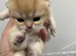 Coco - British Shorthair Kitten For Sale - Englewood&comma; CO&comma; US