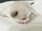 RESERVED Chen - Ragdoll Kitten For Sale - Columbia&comma; MD&comma; US