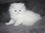 White Female Persian Truffles - Persian Kitten For Sale - Stanton&comma; MO&comma; US