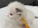 RESERVED Bicolor Female - Ragdoll Kitten For Sale - Columbia&comma; MD&comma; US