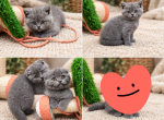 Scottish fold and straight kittens - Scottish Fold Kitten For Sale - Spring Grove&comma; IL&comma; US