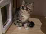 Maylee - Persian Kitten For Sale - Aurora&comma; CO&comma; US