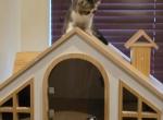 Dark star - Persian Kitten For Sale - Aurora&comma; CO&comma; US