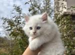 Siberian boy - Siberian Kitten For Sale - 