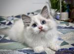 Merope - Ragdoll Kitten For Sale - Tuscaloosa&comma; AL&comma; US