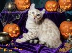 Yeti - Bengal Kitten For Sale - Lake Isabella&comma; CA&comma; US