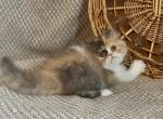 RESERVED Chocolate calico Dolly - Persian Kitten For Sale - Delta&comma; PA&comma; US