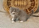 RESERVED Edith - Persian Kitten For Sale - Delta&comma; PA&comma; US