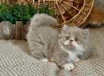 RESERVED LILAC BOY ELVIS - Persian Kitten For Sale - Delta&comma; PA&comma; US
