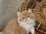 Eddie - Persian Kitten For Sale - Delta&comma; PA&comma; US