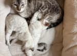 Snow Bengals - Bengal Kitten For Sale - Miami&comma; FL&comma; US