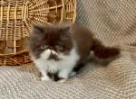 RESERVED Chocolate and White Donte - Persian Kitten For Sale - Delta&comma; PA&comma; US