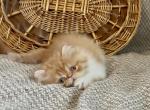 RESERVED Joey - Persian Kitten For Sale - Delta&comma; PA&comma; US