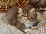 RESERVED Chocolate tabby and white Evie - Persian Kitten For Sale - Delta&comma; PA&comma; US
