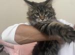 Polly - Maine Coon Kitten For Sale - Catawba Island&comma; OH&comma; US