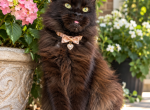 Adoption Pandora retired female polydactyl - Maine Coon Cat For Sale - Jacksonville&comma; FL&comma; US