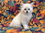 Ace - Ragdoll Kitten For Sale - 
