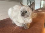 Chocolate Siamese - Siamese Kitten For Sale - 