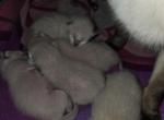 September Litter - Siamese Kitten For Sale - NY&comma; US