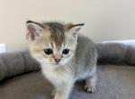 Lulu - Scottish Straight Kitten For Sale - Inman&comma; SC&comma; US