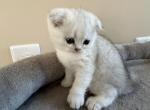 Mack - Scottish Fold Kitten For Sale - Inman&comma; SC&comma; US