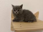 Buttercup - British Shorthair Kitten For Sale - Puyallup&comma; WA&comma; US