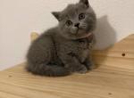 Bubbles - British Shorthair Kitten For Sale - Puyallup&comma; WA&comma; US