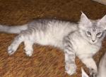 REDUCEDBlue Tabby - Maine Coon Kitten For Sale - Connellsville&comma; PA&comma; US