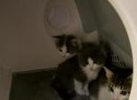 Babies need new homes - American Longhair Kitten For Sale - Wilmington&comma; MA&comma; US