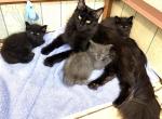 Mc Kittens - Maine Coon Kitten For Sale - Connellsville&comma; PA&comma; US